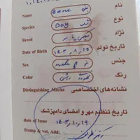 سگ میکس پامر|سگ|مشهد, شهرک رازی (شهرک غرب)|دیوار
