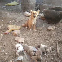 توله پاپی تیز هوش زرنگ