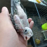 جوجه عروس