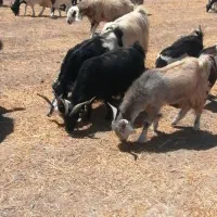 بز چاق کهره چاق