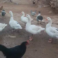 غاز و خروس محلی