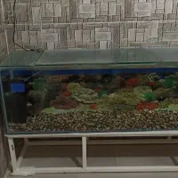 آکواریوم بزرگ همراه ماهی و اکسیژن