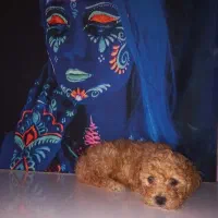 توله سگ پودل تاینی توی عروسک جیبی وزن بلوغ2ونیم|سگ|آمل, |دیوار