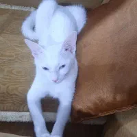 گربه|گربه|ارومیه, |دیوار