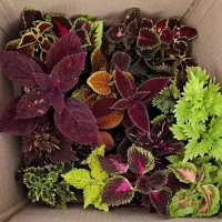 حسن یوسف زیبا