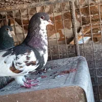 فروشی|پرنده|کازرون, |دیوار