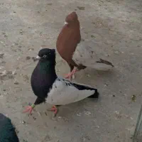 طوقی