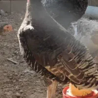 بوقلمون ماده چاق چاق و جوان 4عدد