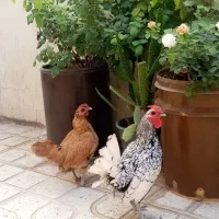 مرغ  و خروس زینتی|حیوانات مزرعه|کرمانشاه, |دیوار
