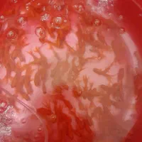 ماهی قرمز عید