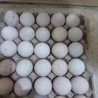 تخم بوقلمون