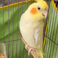 عروس هلندی دستی