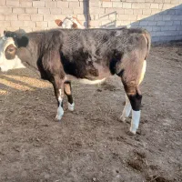 گوساله نر قلم دار جنس داره