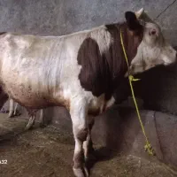 گاو یا گوساله نر پروار سیمینتال قرمز چاق