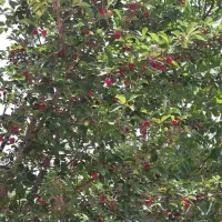 فروش یا معاوضه باغ با مسکن مهر فولادشهر یا خودرو|فروش زمین و ملک کلنگی|عسگران, |دیوار