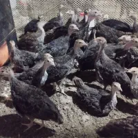 بوقلمون برنز