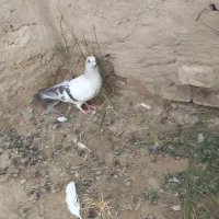 کبوتر شامی ماده