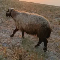 رامشیر