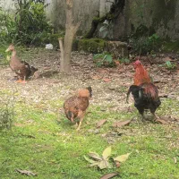 مرغ ،خروس،اوردک