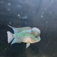 فلاور وارداتی ، نر