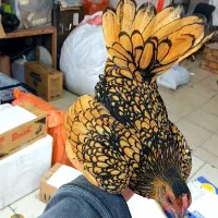 جوجه سبرایت سیلور و‌گلد