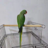 شاه طوطی عروس راهب خورشیدی