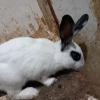 خرگوش میکس چشم اشکی|موش و خرگوش|گرگان, |دیوار