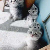 بچه گربه های بریتیش|گربه|اهواز, کیانپارس |دیوار