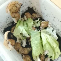 حلزون آلبینو مولد تخم گذار