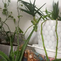 انواع گلدانهای طبیعی|گل و گیاه طبیعی|ورامین, ورامین|دیوار