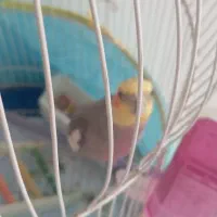 عروس هلندی سخنگو