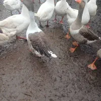 تعدادی غاز نر بفروش میرسد |حیوانات مزرعه|رشت, حومه رشت|دیوار