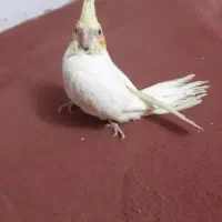 طوطی عروس ۴ماهه لوتینو