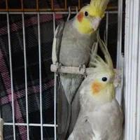 عروس هلندی سالم
