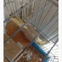 ۲ عدد عروس هلندی جفت|پرنده|گنبد کاووس, |دیوار