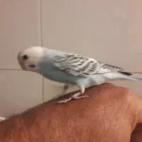 مرغ عشق|پرنده|تهران, جیحون|دیوار