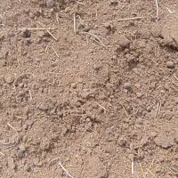 پشکل گوسفندی