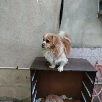 سگ گلدن اشپیتز|سگ|کرمانشاه, |دیوار