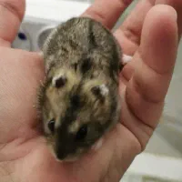 همستر|موش و خرگوش|اندیشه, پرنیان|دیوار