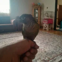 فروش گرینچک ۱ساله باقفس|پرنده|محمدشهر, جعفرآباد|دیوار