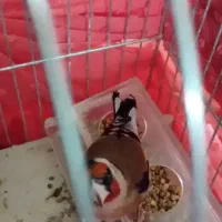 پرنده زیبا معاوضه ندارم|پرنده|میبد, |دیوار