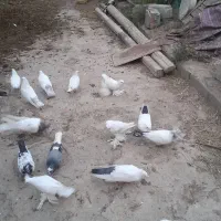 پرنده