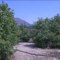 باغ گردو باغشهری۱۱۵۰متری باساختمان ۷۵متری و دیوار|فروش زمین و ملک کلنگی|شیراز, فرهنگ شهر|دیوار