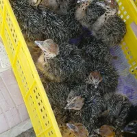 فروش شترمرغ وزن مثبت۹۰