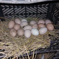 تخم مرغ نطفه دار برهما