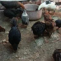 جوجه مرغ و خروس گلپایگانی سالم|حیوانات مزرعه|نیشابور, شهرک رسولی|دیوار