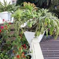 فروش گل های آپارتمانی وبیرونی