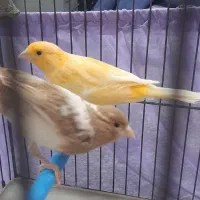 قناری نر و ماده