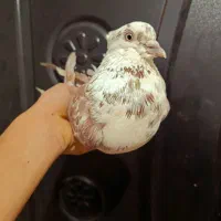 کفتر تیر دم سرور