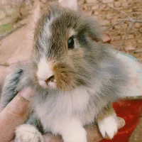 بچه خرگوش|موش و خرگوش|یزد, |دیوار